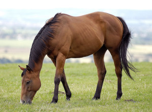 bay-horse-2